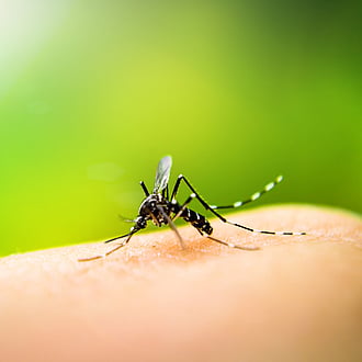 Mosquito control techniques Cambridge