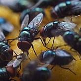 Cambridge house fly control and extermination services