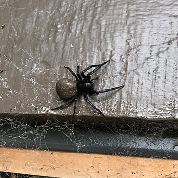 cobweb removal. Spider Pest Control Services