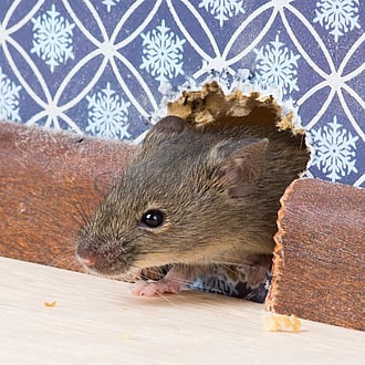 rats chewing holes. Cambridge Rodent Extermination 