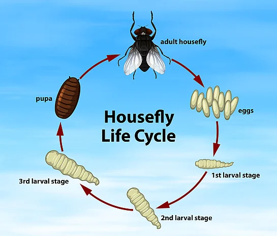 House fly lifecycle. Need help with house fly extermination? Call us today