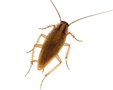 German Cockroach. Small light brown cockroach