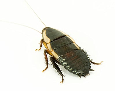Gisborne Cockroach. big brown cockroach