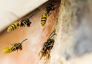 wasp nest exterminator