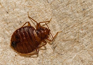 bed bug problem
