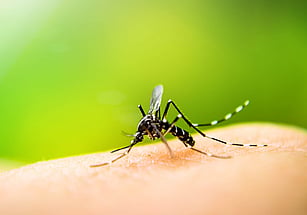 mosquito treatment