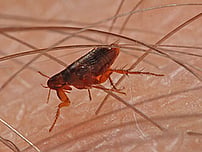 fleas biting