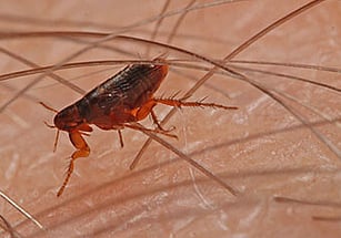 fleas biting