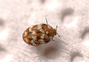 beetle eating carpet