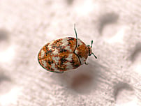 beetle eating carpet