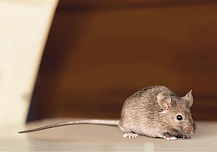 mice exterminator