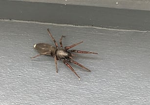 whitetail spiders
