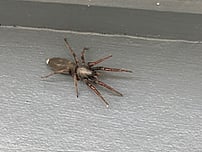whitetail spiders