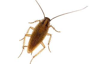 large cockroach