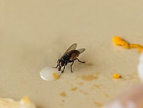house flies nz