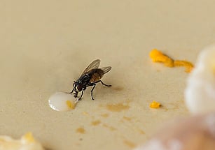 house flies nz