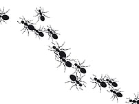 ant control