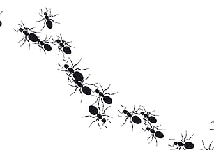 ant control