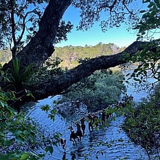 Tree overhanging the water with young people walking across a rope bridge above the water