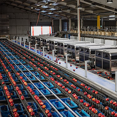 Overcoming packhouse inefficiencies