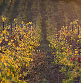 Irvine Wines