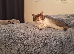 Afternoon nap for Minnie