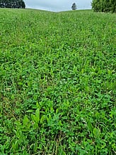 ReGen pasture