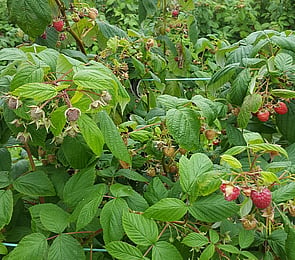 Horticulture