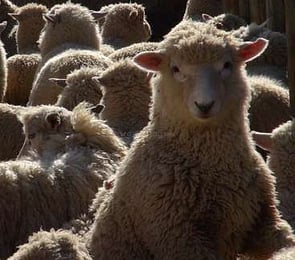 Sheep/Beef/Deer