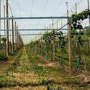 Orchard Management