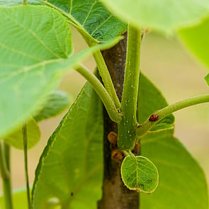 Sustainability