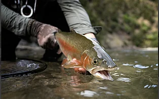 Fly Fishing