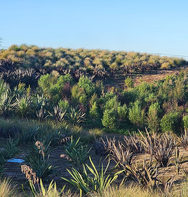 Native Plantings in a subdivision