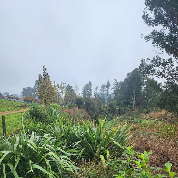 NZ Native Plant project