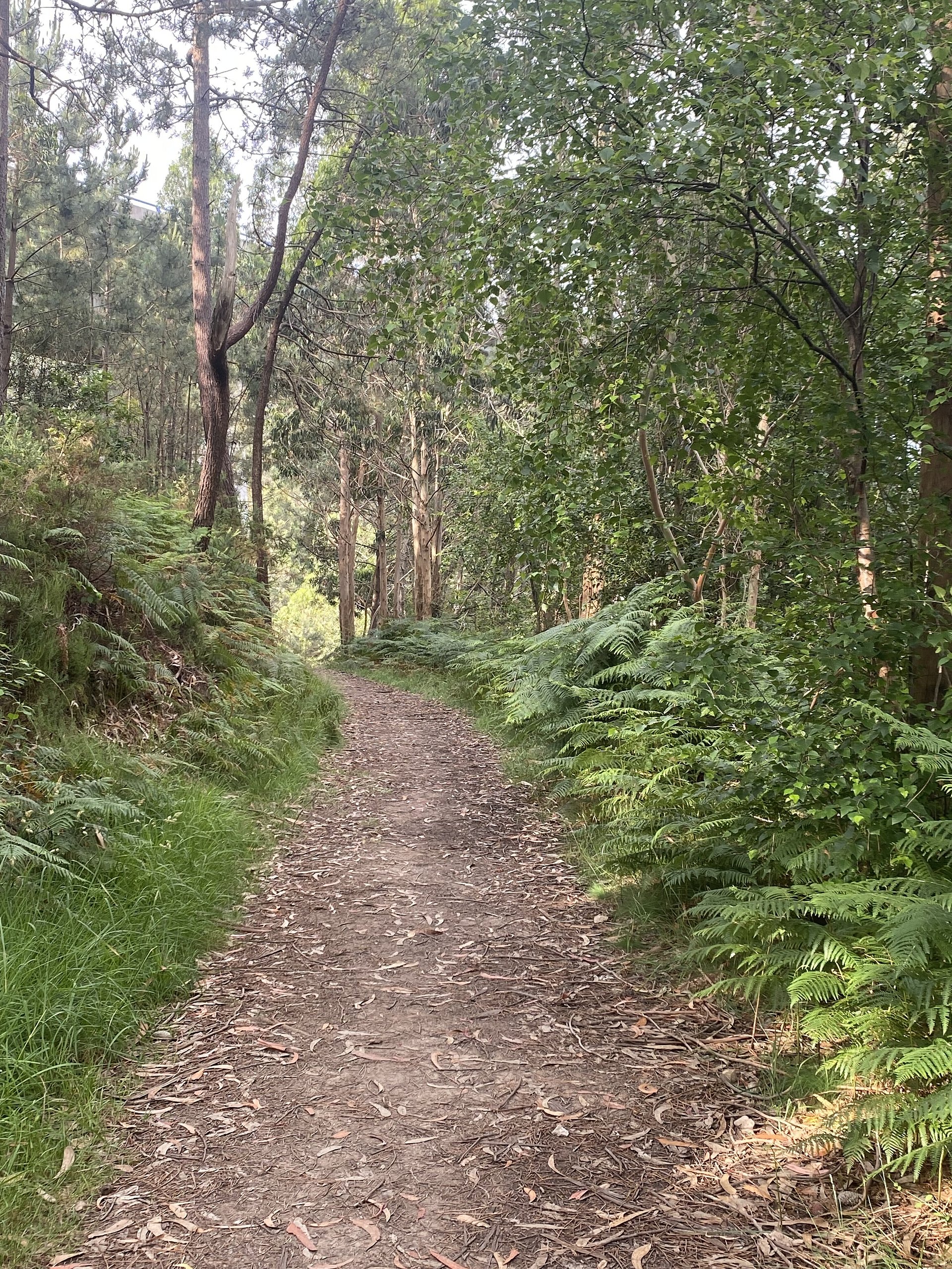 Sunlight filtering through a quiet New Zealand forest