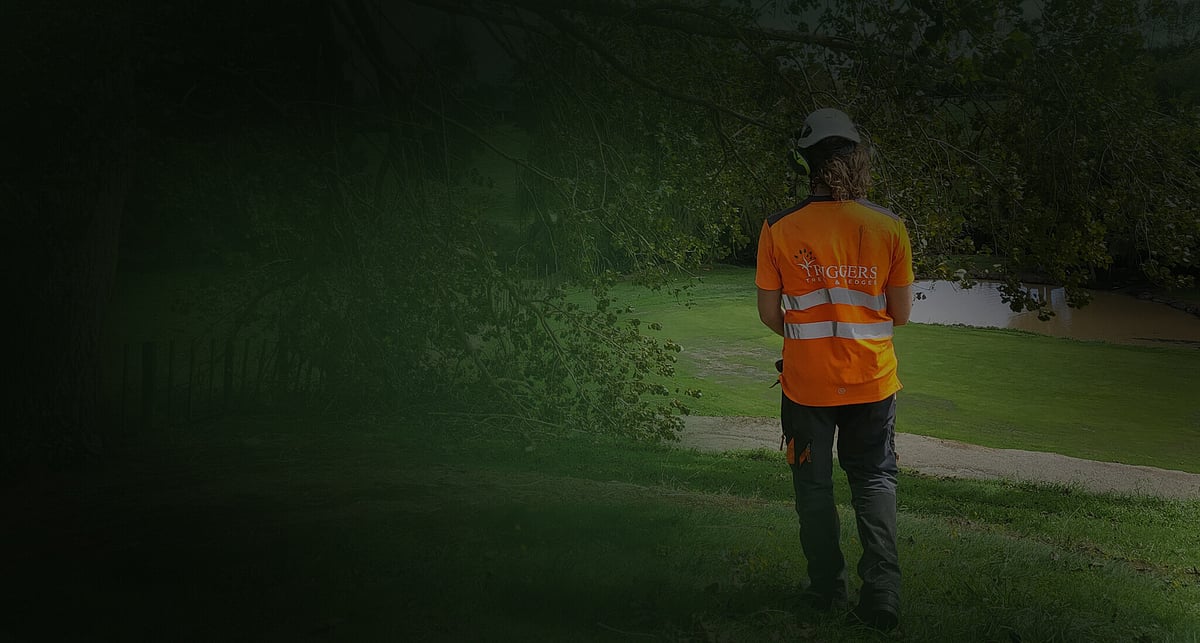 About Triggers Trees & Hedges | Tree care experts Hamilton