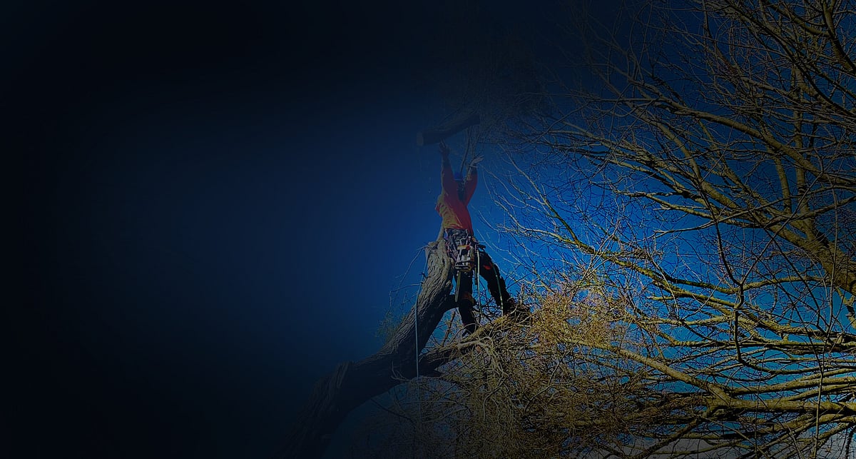 Contact Triggers Trees & Hedges Hamilton