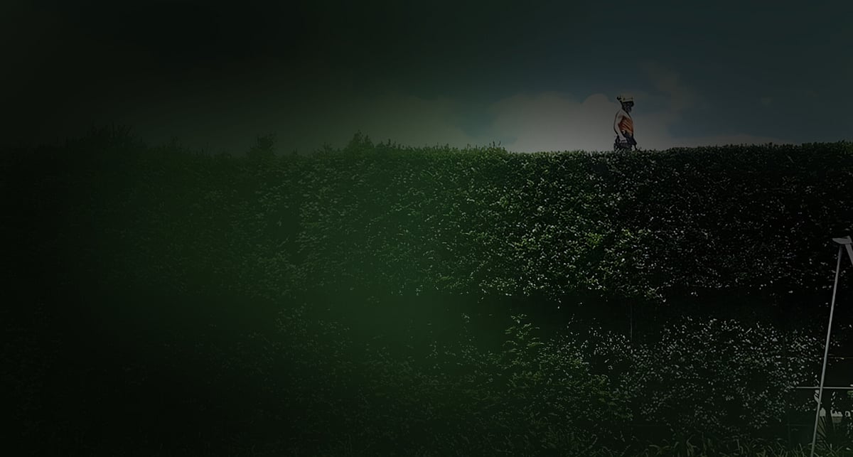 Hedge Trimming Hamilton | Triggers Trees & Hedges