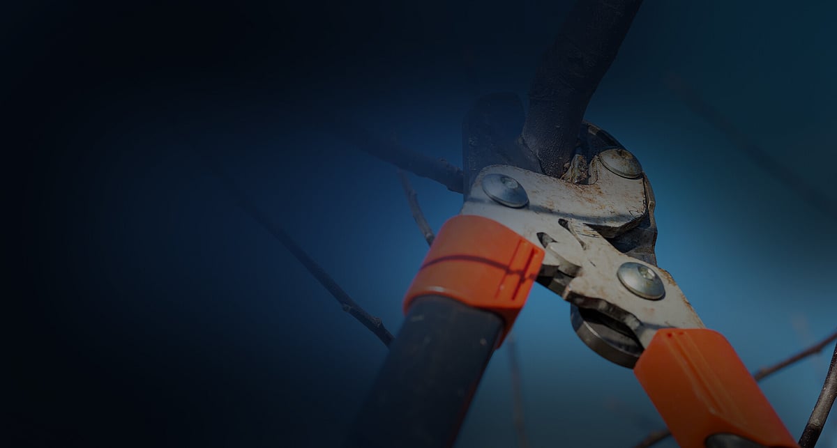 Tree reduction services Hamilton | Triggers Trees & Hedges