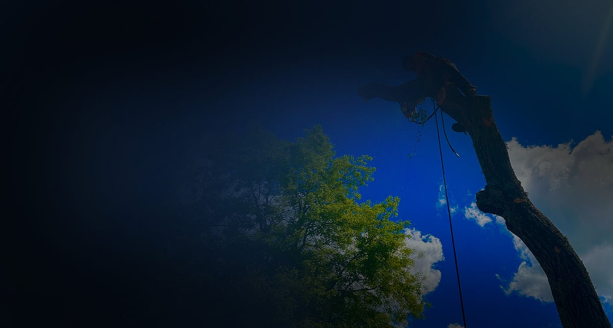 Tree Removal Services Hamilton | Triggers Trees & Hedges