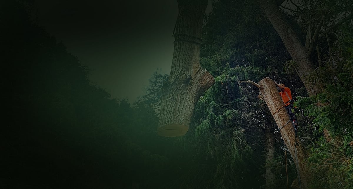 Tree Lifting Services Hamilton | Triggers Trees & Hedges