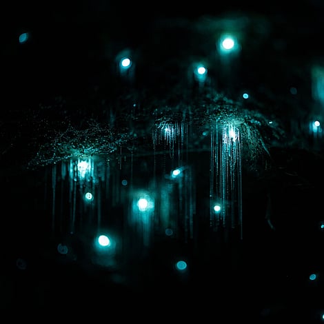 Taiao Glow Worm Caves, The best glow worm tour in Rotorua 