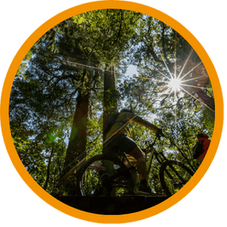 Ancient Forests | Timber Trail NZ