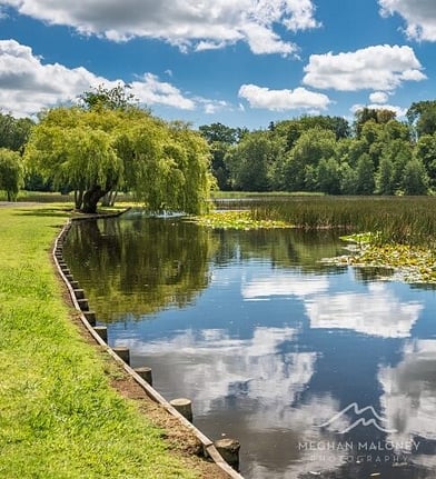 Willow trees reflected in a still lake near Hidden Lake, Cambridge New Zealand