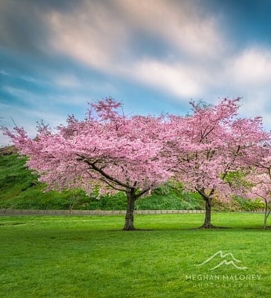 Pink cherry blossom trees lining a lake shore near Hidden Lake, Cambridge