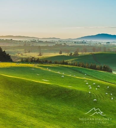 Rolling green hills of the Waikato region near Cambridge NZ