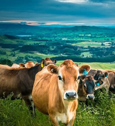 Cows grazing on a Waikato dairy farm near Cambridge, New Zealand