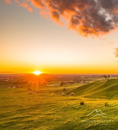 Golden sunset over farmland near Cambridge, New Zealand