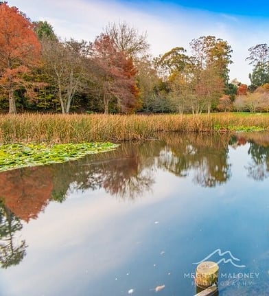 Autumn trees reflected in a still lake, Cambridge New Zealand