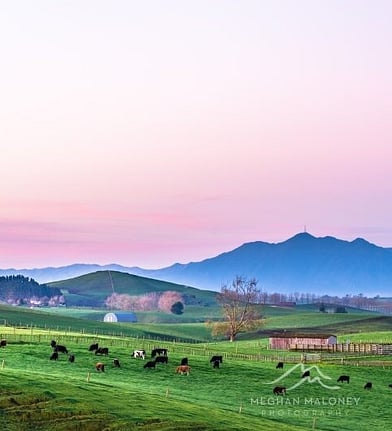 Sheep grazing beneath purple mountains near Cambridge, Waikato